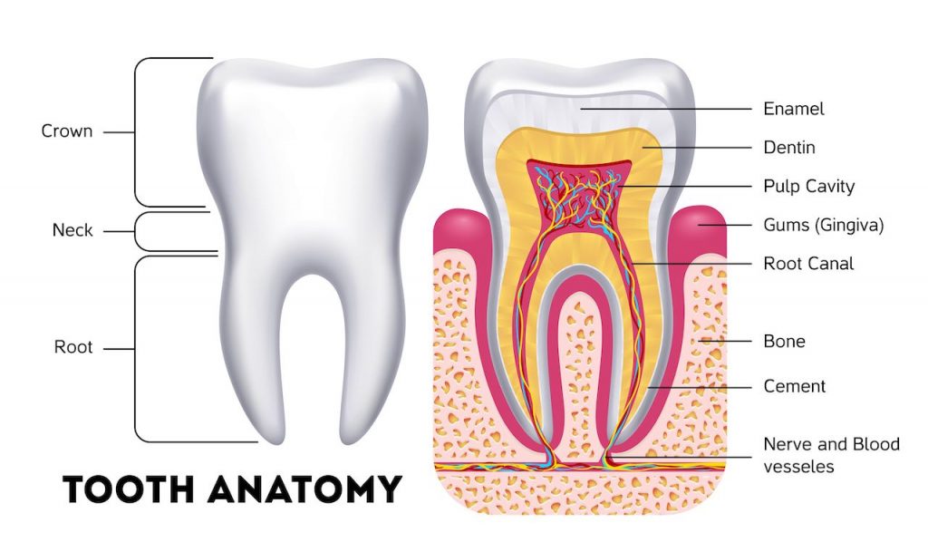 Basic Anatomy and Composition of Teeth