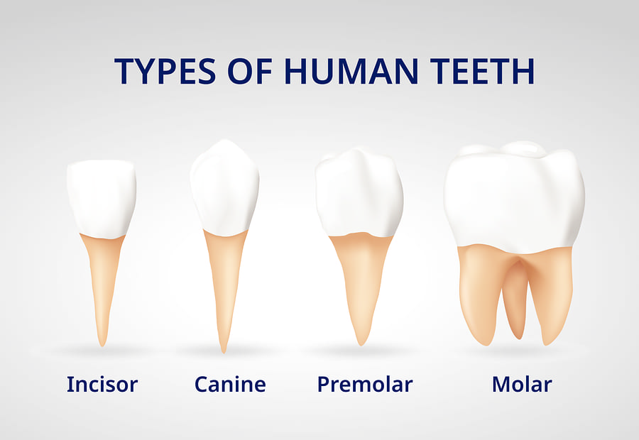 Types of Teeth and Their Roles in Mastication (Chewing)