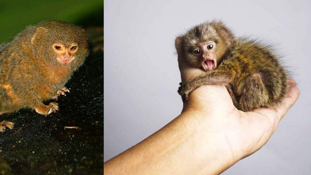 Everything About Finger Monkey aka Pocket Monkey (Pygmy Marmoset) Everything About Finger Monkey (Marmoset): Facts About World's Smallest Monkey