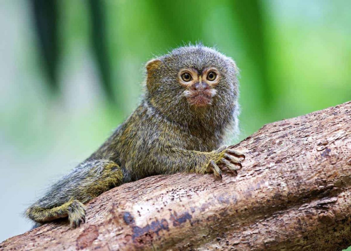 Everything About Finger Monkey aka Pocket Monkey (Pygmy Marmoset)