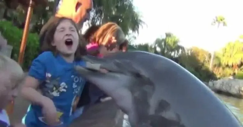 Dolphins Have Launched Deadly Unprovoked Attacks Against Humans