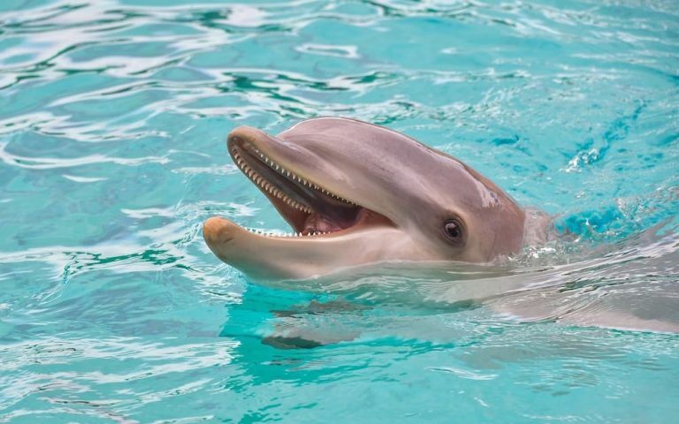 Are Dolphins Evil? 12 Reasons Why We Think So!