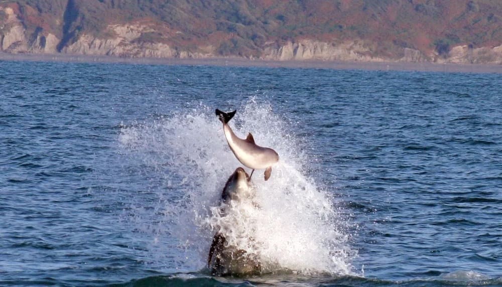 Dolphins Kill Porpoise Babies