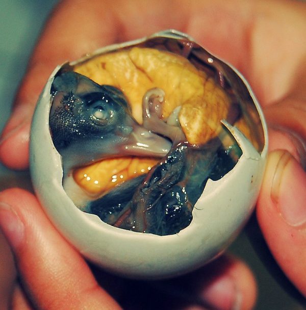 Balut (Philippines) - Bizarre Foods