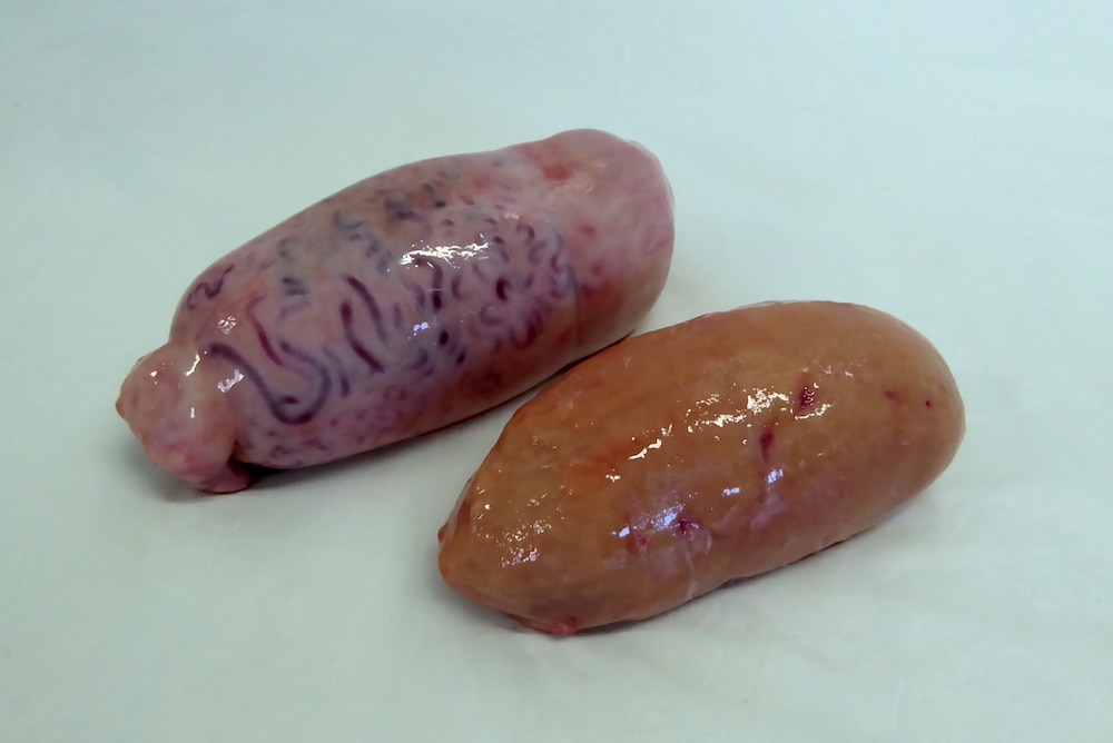 Criadillas (Spain) - Bizarre Foods