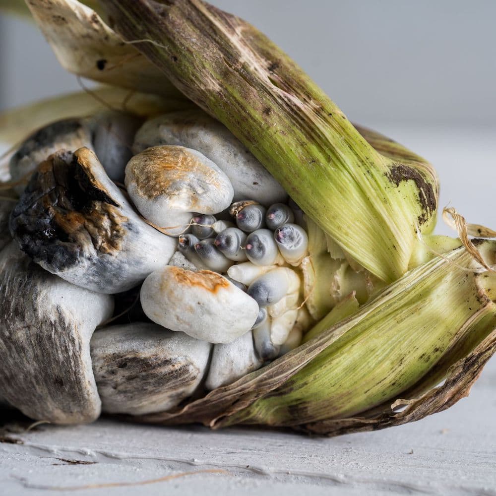 Huitlacoche (Mexico) - Bizarre Foods