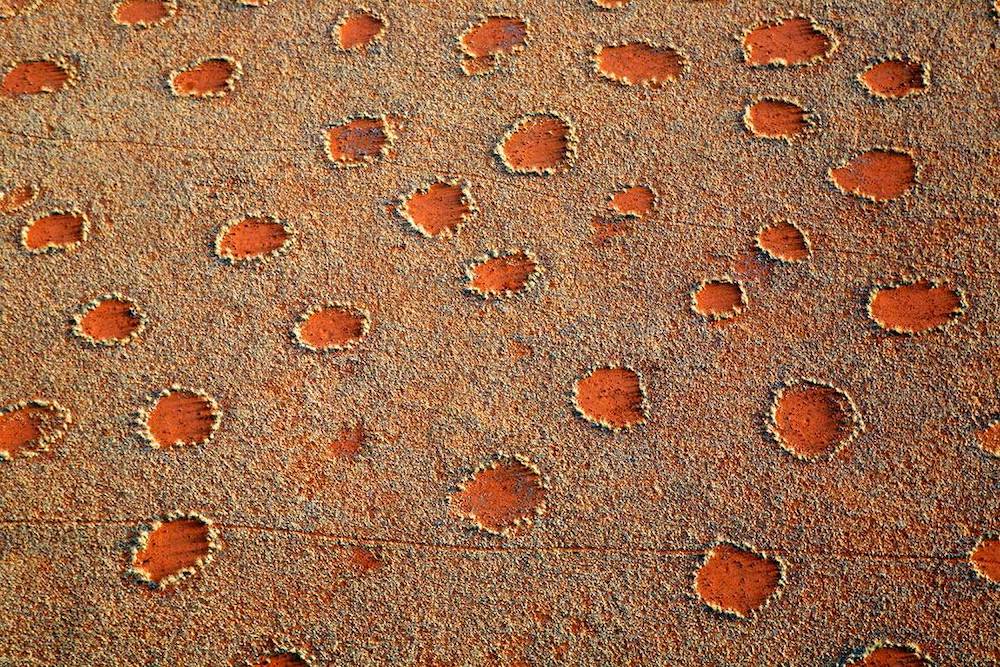 The Enigmatic Fairy Circles of Namibia