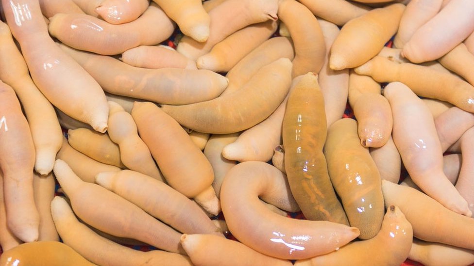 Penis Fish (South Korea) - Bizarre Foods